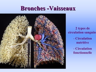 Bronches
Bronches -
-Vaisseaux
Vaisseaux
2 types de
circulation sanguine
- Circulation
nutritive
- Circulation
fonctionnelle
 