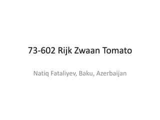 73-602 Rijk Zwaan Tomato
Natiq Fataliyev, Baku, Azerbaijan
 