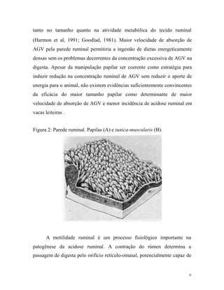 tanto no tamanho quanto na atividade metabólica do tecido ruminal
(Harmon et al, 1991; Goodlad, 1981). Maior velocidade de absorção de
AGV pela parede ruminal permitiria a ingestão de dietas energeticamente
densas sem os problemas decorrentes da concentração excessiva de AGV na
digesta. Apesar da manipulação papilar ser coerente como estratégia para
induzir redução na concentração ruminal de AGV sem reduzir o aporte de
energia para o animal, não existem evidências suficientemente convincentes
da eficácia do maior tamanho papilar como determinante de maior
velocidade de absorção de AGV e menor incidência de acidose ruminal em
vacas leiteiras .
Figura 2: Parede ruminal. Papilas (A) e tunica-muscularis (B).

A motilidade ruminal é um processo fisiológico importante na
patogênese da acidose ruminal. A contração do rúmen determina a
passagem de digesta pelo orifício retículo-omasal, potencialmente capaz de

9

 