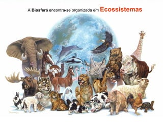 A Biosfera encontra-se organizada em Ecossistemas
 