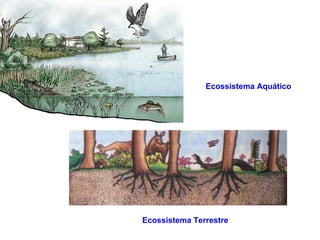 Ecossistema Aquático




Ecossistema Terrestre
 