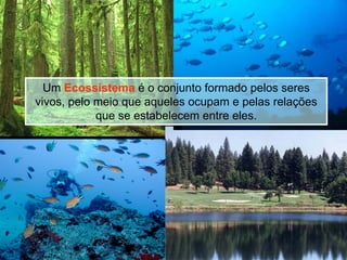 Um Ecossistema é o conjunto formado pelos seres
vivos, pelo meio que aqueles ocupam e pelas relações
            que se estabelecem entre eles.
 