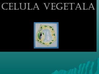 CELULA VEGETALA
 