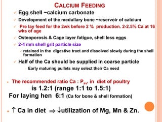 CALCIUM FEEDING
 Egg shell ~calcium carbonate
 Development of the medullary bone ~reservoir of calcium
 Pre lay feed for the 2wk before 2 % production. 2-2.5% Ca at 16
wks of age
 Osteoporosis & Cage layer fatigue, shell less eggs
 2-4 mm shell grit particle size
 retained in the digestive tract and dissolved slowly during the shell
formation
 Half of the Ca should be supplied in coarse particle
 Early maturing pullets may select their Ca need
 The recommended ratio Ca : Pav. in diet of poultry
is 1.2:1 (range 1:1 to 1.5:1)
For laying hen 6:1 (Ca for bone & shell formation)
  Ca in diet  utilization of Mg, Mn & Zn.
 