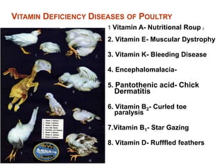 VITAMIN DEFICIENCY DISEASES OF POULTRY
1 Vitamin A- Nutritional Roup (
2. Vitamin E- Muscular Dystrophy
3. Vitamin K- Bleeding Disease
4. Encephalomalacia-
5. Pantothenic acid- Chick
Dermatitis
6. Vitamin B2- Curled toe
paralysis
7.Vitamin B1- Star Gazing
8. Vitamin D- Rufffled feathers
 