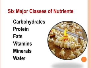Carbohydrates
Protein
Fats
Vitamins
Minerals
Water
Six Major Classes of Nutrients
 