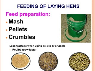 FEEDING OF LAYING HENS
Feed preparation:
 Mash
 Pellets
 Crumbles
Less wastage when using pellets or crumble
 Poultry grow faster
 