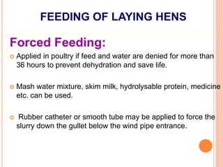 FEEDING OF LAYING HENS
Forced Feeding:
 Applied in poultry if feed and water are denied for more than
36 hours to prevent dehydration and save life.
 Mash water mixture, skim milk, hydrolysable protein, medicine
etc. can be used.
 Rubber catheter or smooth tube may be applied to force the
slurry down the gullet below the wind pipe entrance.
 
