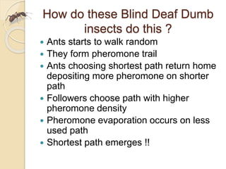 How do these Blind Deaf Dumb
insects do this ?
 Ants starts to walk random
 They form pheromone trail
 Ants choosing shortest path return home
depositing more pheromone on shorter
path
 Followers choose path with higher
pheromone density
 Pheromone evaporation occurs on less
used path
 Shortest path emerges !!
 