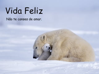 Vida Feliz Não te canses de amar.   