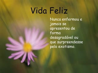 Vida Feliz Nunca enfermou e jamais se apresentou de forma desagradável ou que surpreendesse pelo exotismo. 