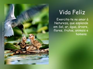 Vida Feliz Federação Espírita do Paraná – feparana.com.br Exercita-te no amor à Natureza, que esplende em Sol, ar, água, árvore, flores, frutos, animais e homens.  