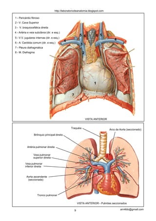 http://laboratoriodeanatomia.blogspot.com

1 - Pericárdio fibroso
2 - V. Cava Superior
3 - V. braquiocefálica direita
4 - Artéria e veia subclávia (dir. e esq.)
                                                             5 6            6 5
5 - V.V. jugulares internas (dir. e esq.)
                                              4                                            4
6 - A. Carótida comum (dir. e esq.)
                                                              3
7 - Pleura diafragmática
8 - M. Diafragma                                                  2




                                                                           1


                                                    7
                                                              8




                                                                      VISTA ANTERIOR


                                                   Traquéia
                                                                                       Arco da Aorta (seccionado)

                 Brônquio principal direito



           Artéria pulmonar direita


                 Veia pulmonar
                 superior direita

         Veia pulmonar
         inferior direita


          Aorta ascendente
           (seccionada)




                    Tronco pulmonar


                                                            VISTA ANTERIOR - Pulmões seccionados

                                                        9                                      arn4ldo@gmail.com
 