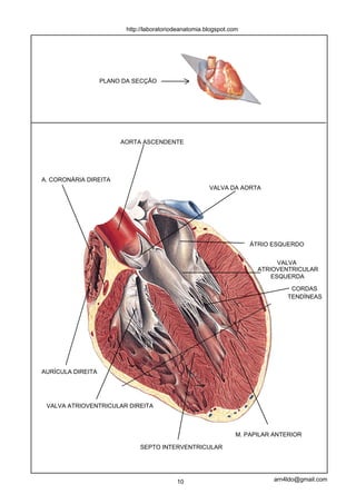 http://laboratoriodeanatomia.blogspot.com




                   PLANO DA SECÇÃO




                        AORTA ASCENDENTE




A. CORONÁRIA DIREITA
                                                        VALVA DA AORTA




                                                                      ÁTRIO ESQUERDO


                                                                              VALVA
                                                                        ATRIOVENTRICULAR
                                                                            ESQUERDA

                                                                                  CORDAS
                                                                                 TENDÍNEAS




AURÍCULA DIREITA




 VALVA ATRIOVENTRICULAR DIREITA



                                                                  M. PAPILAR ANTERIOR

                               SEPTO INTERVENTRICULAR




                                            10                               arn4ldo@gmail.com
 