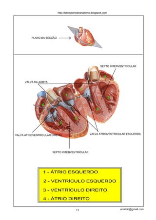 http://laboratoriodeanatomia.blogspot.com




          PLANO DA SECÇÃO




                                                                SEPTO INTERVENTRICULAR



                                                                  4
      VALVA DA AORTA

                                                1
                                  1
                                                                        3
                 4
                                                            2

                                          2
                             3


VALVA ATRIOVENTRICULAR DIREITA                        VALVA ATRIOVENTRICULAR ESQUERDA




                       SEPTO INTERVENTRICULAR




                 1 - ÁTRIO ESQUERDO

                  2 - VENTRÍCULO ESQUERDO

                 3 - VENTRÍCULO DIREITO

                  4 - ÁTRIO DIREITO

                                           11                               arn4ldo@gmail.com
 