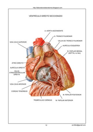 http://laboratoriodeanatomia.blogspot.com




                     VENTRÍCULO DIREITO SECCIONADO




                                        A. AORTA ASCENDENTE


                                                     A. TRONCO PULMONAR

                                                           VALVA DO TRONCO PULMONAR
VEIA CAVA SUPERIOR

                                                                    AURÍCULA ESQUERDA


                                                                        M. PAPILAR MEDIAL
                                                                         (SEPTAL no feto)




  ÁTRIO DIREITO


AURÍCULA DIREITA

      VALVA
ATRIOVENTRICULAR
     DIREITA




VEIA CAVA INFERIOR



  CORDAS TENDÍNEAS

                                                                    M. PAPILAR POSTERIOR


                         TRABÉCULAS CÁRNEAS            M. PAPILAR ANTERIOR




                                         12                                  arn4ldo@gmail.com
 