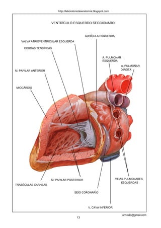 http://laboratoriodeanatomia.blogspot.com



                      VENTRÍCULO ESQUERDO SECCIONADO


                                               AURÍCULA ESQUERDA

   VALVA ATRIOVENTRICULAR ESQUERDA

     CORDAS TENDÍNEAS


                                                             A. PULMONAR
                                                             ESQUERDA
                                                                         A. PULMONAR
M. PAPILAR ANTERIOR                                                      DIREITA




MIOCÁRDIO




                      M. PAPILAR POSTERIOR                            VEIAS PULMONARES
                                                                          ESQUERDAS
TRABÉCULAS CARNEAS

                                       SEIO CORONÁRIO




                                                  V. CAVA INFERIOR

                                                                           arn4ldo@gmail.com
                                        13
 