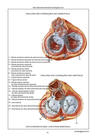 http://laboratoriodeanatomia.blogspot.com


                      VALVAS DO CORAÇÃO NA DIÁSTOLE



                                                              1               15
                                                                      3
                                                             2

                                                                  4       5

                                                             7            6
                                                                                    13
                                                                          8
                                                       10         9
                                                                               12             14
                                                                      10
                                                       11




1 - Válvula semilunar anterior da valva do tronco pulmonar
2 - Válvula semilunar esquerda da valva do tronco pulmonar                                    17
                                                      16
3 - Válvula semilunar direita da valva do tronco pulmonar
4 - Válvula semilunar esquerda
    (coronária) da valva da aorta
5 - Válvula semilunar direita
    (coronária) da valva da aorta
6 - Válvula semilunar posterior
     (não coronária) da valva da aorta         VALVAS DO CORAÇÃO NA SÍSTOLE
7 - Trígono fibroso esquerdo
8 - Trígono fibroso direito
9 - Válvula anterior (aórtica)                              1
     da valva atrioventricular esquerda                            3   15
10 - Vávulas comissurais da valva atrioventricular esquerda
11 - Válvula posterior da valva atrioventricular esquerda 2
12 - Válvula medial (septal no feto)
                                                                     5
     da valva atrioventricular direita                        4
13 - Válvula anterior
    da valva atrioventricular direita
                                                            7
14 - Válvula posterior da valva atrioventricular direita         6        13
15 - cone arterial                                       10
                                                                   8
                                                              9
16 - Anel fibroso da valva atrioventricular esquerda                   12
                                                                             14
17 - Anel fibroso da valva atrioventricular direita
                                                         11
                                                                10



                                        16

                                                                                         17

                      VISTA SUPERIOR DA BASE ( COM ÁTRIOS REMOVIDOS )

                                                                                     arn4ldo@gmail.com
                                                  14
 
