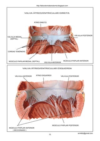 http://laboratoriodeanatomia.blogspot.com



                  VALVA ÁTRIOVENTRICULAR DIREITA




                          ÁTRIO DIREITO




                                                                         VÁLVULA POSTERIOR
VÁLVULA MEDIAL
   (SEPTAL)




CORDAS TENDÍNEAS




 MÚSCULO PAPILAR MEDIAL (SEPTAL)                               MÚSCULO PAPILAR ANTERIOR
                                      VÁLVULA ANTERIOR


                 VALVA ÁTRIOVENTRICULAR ESQUERDA



       VÁLVULA ANTERIOR     ÁTRIO ESQUERDO                 VÁLVULA POSTERIOR




                                                 MÚSCULO PAPILAR POSTERIOR
 MÚSCULO PAPILAR ANTERIOR
    ( SECCIONADO )
                                                                            arn4ldo@gmail.com
                                            15
 