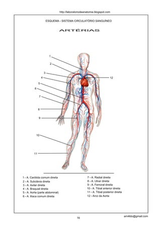 http://laboratoriodeanatomia.blogspot.com


                           ESQUEMA - SISTEMA CIRCULATÓRIO SANGUÍNEO


                                   ARTÉRIAS




                             1

                             2


                       3
                   4                                                          12

               5
          6

               7



               8


               9




              10




         11




1 - A. Carótida comum direita                            7 - A. Radial direita
2 - A. Subclávia direita                                 8 - A. Ulnar direita
3 - A. Axilar direita                                    9 - A. Femoral direita
4 - A. Braquial direita                                  10 - A. Tibial anterior direita
5 - A. Aorta (parte abdominal)                           11 - A. Tibial posterior direita
6 - A. Ilíaca comum direita                              12 - Arco da Aorta




                                                                                            arn4ldo@gmail.com
                                                16
 