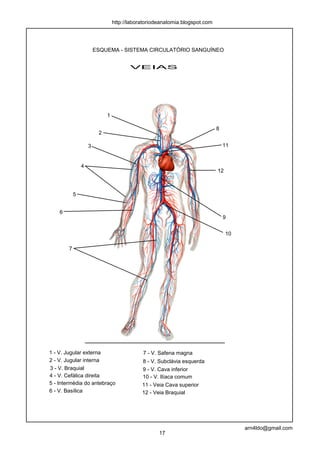 http://laboratoriodeanatomia.blogspot.com




                        ESQUEMA - SISTEMA CIRCULATÓRIO SANGUÍNEO


                                        VEIAS




                             1

                                                                             8
                         2

                    3                                                            11


                4
                                                                             12



            5


    6
                                                                                 9


                                                                                  10

        7




1 - V. Jugular externa                       7 - V. Safena magna
2 - V. Jugular interna                       8 - V. Subclávia esquerda
3 - V. Braquial                              9 - V. Cava inferior
4 - V. Cefálica direita                      10 - V. Ilíaca comum
5 - Intermédia do antebraço                  11 - Veia Cava superior
6 - V. Basílica                              12 - Veia Braquial




                                                                                       arn4ldo@gmail.com
                                                    17
 