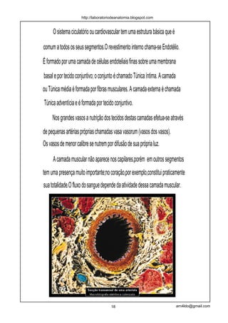 http://laboratoriodeanatomia.blogspot.com


     O sistema ciculatório ou cardiovascular tem uma estrutura básica que é

comum a todos os seus segmentos.O revestimento interno chama-se Endotélio.
É formado por uma camada de células endoteliais finas sobre uma membrana
basal e por tecido conjuntivo; o conjunto é chamado Túnica íntima. A camada
ou Túnica média é formada por fibras musculares. A camada externa é chamada
Túnica adventícia e é formada por tecido conjuntivo.
     Nos grandes vasos a nutrição dos tecidos destas camadas efetua-se através
de pequenas artérias próprias chamadas vasa vasorum (vasos dos vasos).
Os vasos de menor calibre se nutrem por difusão de sua própria luz.

     A camada muscular não aparece nos capilares,porém em outros segmentos
tem uma presença muito importante;no coração,por exemplo,constitui praticamente
sua totalidade.O fluxo do sangue depende da atividade dessa camada muscular.




                                       18                                     arn4ldo@gmail.com
 
