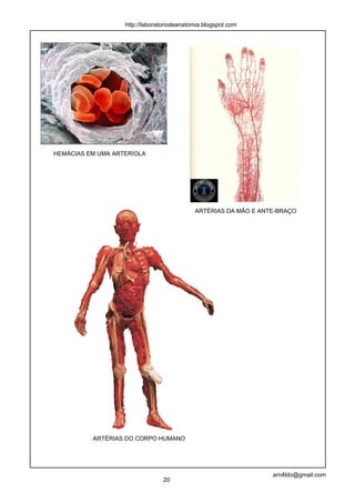 http://laboratoriodeanatomia.blogspot.com




HEMÁCIAS EM UMA ARTERÍOLA




                                            ARTÉRIAS DA MÃO E ANTE-BRAÇO




          ARTÉRIAS DO CORPO HUMANO




                                                                 arn4ldo@gmail.com
                                20
 