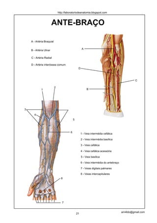 http://laboratoriodeanatomia.blogspot.com



                        ANTE-BRAÇO

    A - Artéria Braquial

                                                       A
    B - Artéria Ulnar

    C - Artéria Radial

    D - Artéria interóssea comum
                                                  D



                                                                                                   C

                           2
             1                                             B




3

      4
                                             5



                                         6
                                                      1 - Veia intermédia cefálica

                                                      2 - Veia intermédia basílica

                                                      3 - Veia cefálica

                                                      4 - Veia cefálica acessória

                                                      5 - Veia basílica

                                                      6 - Veia intermédia do antebraço

                                                      7 - Veias digitais palmares

                                                      8 - Veias intercapitulares
                                 8




                                  7


                                                                                         arn4ldo@gmail.com
                                                 21
 