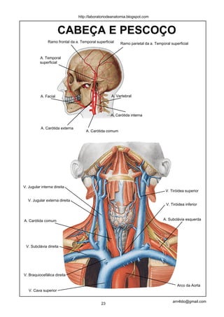 http://laboratoriodeanatomia.blogspot.com



                      CABEÇA E PESCOÇO
               Ramo frontal da a. Temporal superficial   Ramo parietal da a. Temporal superficial


          A. Temporal
          superficial




          A. Facial                                 A. Vertebral




                                                    A. Carótida interna


           A. Carótida externa
                                     A. Carótida comum




V. Jugular interna direita
                                                                                   V. Tiróidea superior

   V. Jugular externa direita
                                                                                   V. Tiróidea inferior



A. Carótida comum                                                                 A. Subclávia esquerda




 V. Subclávia direita




V. Braquiocefálica direita

                                                                                          Arco da Aorta
   V. Cava superior

                                                                                       arn4ldo@gmail.com
                                              23
 