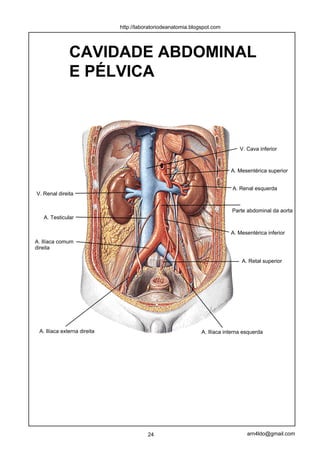 http://laboratoriodeanatomia.blogspot.com




              CAVIDADE ABDOMINAL
              E PÉLVICA



                                                                              V. Cava inferior



                                                                          A. Mesentérica superior


                                                                           A. Renal esquerda
V. Renal direita


                                                                           Parte abdominal da aorta
   A. Testicular

                                                                          A. Mesentérica inferior
A. Ilíaca comum
direita

                                                                               A. Retal superior




 A. Ilíaca externa direita                                    A. Ilíaca interna esquerda




                                        24                                       arn4ldo@gmail.com
 