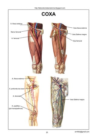 http://laboratoriodeanatomia.blogspot.com



                                 COXA
  A. Ilíaca externa

                                                                       Veia ilíaca externa

  Nervo femoral
                                                                      Veia Safena magna

   A. femoral
                                                                       Veia femoral




    A. Ilíaca externa




A. profunda da coxa



     A. femoral

                                                                    Veia Safena magna


    A. poplítea
(por transparência)




                                       25                                arn4ldo@gmail.com
 