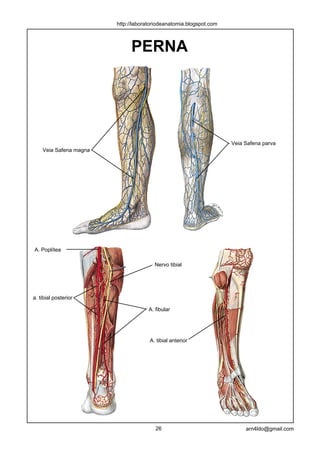 http://laboratoriodeanatomia.blogspot.com



                             PERNA




                                                                    Veia Safena parva
    Veia Safena magna




A. Poplítea

                                       Nervo tibial




a. tibial posterior

                                     A. fibular




                                     A. tibial anterior




                                        26                               arn4ldo@gmail.com
 