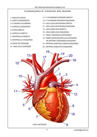 http://laboratoriodeanatomia.blogspot.com

               CORAÇÃO E VASOS DA BASE


1- ARCO DA AORTA                      11- V. PULMONAR SUPERIOR DIREITA
2- AORTA ASCENDENTE                   12- V. PULMONAR INFERIOR ESQUERDA
3- A.TRONCO PULMONAR                  13 - VEIA JUGULAR INTERNA DIREITA
4- AURÍCULA ESQUERDA                  14 - VEIA JUGULAR INTERNA ESQUERDA
                                      15 - VEIA SUBCLÁVIA DIREITA
5- ÁTRIO DIREITO
                                      16 - VEIA SUBCLÁVIA ESQUERDA
6- AURÍCULA DIREITA
                                      17 - VEIAS TIREÓIDEAS INFERIORES
7- VENTRÍCULO DIREITO
                                      18 - RAMO INTERVENTRICULAR ANTERIOR
8- VENTRÍCULO ESQUERDO
                                           DA ARTÉRIA CORONÁRIA ESQUERDA
9- ÁPICE DO CORAÇÃO                   19 - ARTÉRIA CARÓTIDA COMUM ESQUERDA
10 - VEIA CAVA SUPERIOR               20 - ARTÉRIA SUBCLÁVIA ESQUERDA


                                          19
                   13                                           14
                                      17                                    20
                                                                                 16
     15
                                                           1
                                                            2           3
         10

                                                                                      4
   11
                                                                                 12


              5                                                              8
                      6
                                                                             18
                             7

                          VISTA ANTERIOR
                                                                        9
                                           4                                     arn4ldo@gmail.com
 