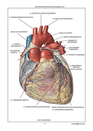 http://laboratoriodeanatomia.blogspot.com



                        A. CARÓTIDA COMUM ESQUERDA

A. TRONCO BRAQUIOCEFÁLICO
                                                     A. SUBCLÁVIA ESQUERDA




 VEIA CAVA SUPERIOR
                                                              ARCO DA AORTA

                                                                  A. AORTA DESCENDENTE

                                                                          LIGAMENTO
                                                                          ARTERIOSO
   A. AORTA
 ASCENDENTE
                                                                           A.PULMONAR
                                                                            ESQUERDA
A.PULMONAR
  DIREITA
                                                                         A. TRONCO PULMONAR




                                                                               PERICÁRDIO
                                                                                SEROSO
                                                                             (lâmina parietal)




 A. CORONÁRIA DIREITA



               V. INTERVENTRICULAR ANTERIOR         RAMO INTERVENTRICULAR ANTERIOR DA
                                                    A. CORONÁRIA ESQUERDA




                                VISTA ANTERIOR

                                          5                                   arn4ldo@gmail.com
 