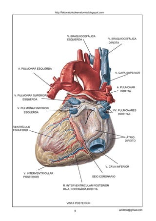 http://laboratoriodeanatomia.blogspot.com




                                      V. BRAQUIOCEFÁLICA
                                      ESQUERDA                           V. BRAQUIOCEFÁLICA
                                                                         DIREITA




   A. PULMONAR ESQUERDA
                                                                              V. CAVA SUPERIOR




                                                                               A. PULMONAR
                                                                                  DIREITA
V. PULMONAR SUPERIOR
      ESQUERDA


  V. PULMONAR INFERIOR
                                                                             VV. PULMONARES
      ESQUERDA
                                                                                 DIREITAS



VENTRÍCULO
ESQUERDO

                                                                                      ÁTRIO
                                                                                     DIREITO




                                                                        V. CAVA INFERIOR

      V. INTERVENTRICULAR
      POSTERIOR                                            SEIO CORONÁRIO


                                  R. INTERVENTRICULAR POSTERIOR
                                  DA A. CORONÁRIA DIREITA




                                     VISTA POSTERIOR

                                            6                                    arn4ldo@gmail.com
 