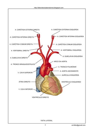 http://laboratoriodeanatomia.blogspot.com




     A. CARÓTIDA EXTERNA DIREITA                      A. CARÓTIDA EXTERNA ESQUERDA



A. CARÓTIDA INTERNA DIREITA                                   A. CARÓTIDA INTERNA ESQUERDA



A. CARÓTIDA COMUM DIREITA                                   A. CARÓTIDA COMUM ESQUERDA


 A. VERTEBRAL DIREITA                                              A. VERTEBRAL ESQUERDA


                                                                      A. SUBCLÁVIA ESQUERDA
A. SUBCLÁVIA DIREITA

                                                         ARCO DA AORTA
 A. TRONCO BRAQUIOCEFÁLICO
                                                               A. TRONCO PULMONAR

                                                                  A. AORTA ASCENDENTE
        V. CAVA SUPERIOR
                                                                    AURÍCULA ESQUERDA



          ÁTRIO DIREITO                                             VENTRÍCULO ESQUERDO



         V. CAVA INFERIOR




                          VENTRÍCULO DIREITO




                                       VISTA LATERAL

                                            7                                  arn4ldo@gmail.com
 