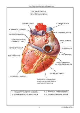 http://laboratoriodeanatomia.blogspot.com



                            FACE DIAFRAGMÁTICA
                          VISTA PÓSTERO-INFERIOR




                 ÁTRIO ESQUERDO                                            V. CAVA SUPERIOR



 A. PULMONAR ESQUERDA

                                                                       A. PULMONAR DIREITA
 AURÍCULA ESQUERDA
                                                          3
                            1

    V. OBLÍQUA DO ÁTRIO
                                2                     4                        SULCO TERMINAL
    ESQUERDO



V.CARDÍACA MAGNA                                                                 ÁTRIO DIREITO



                                                                              V. CAVA INFERIOR
SEIO CORONÁRIO




                                                                        SULCO CORONÁRIO
                                                                      E A. CORONÁRIA DIREITA




                                                              VENTRÍCULO DIREITO

 VENTRÍCULO ESQUERDO

                                       Sulco interventricular posterior
                                       e ramo interventricular posterior
                                       da artéria coronária direita




    1 - V. PULMONAR SUPERIOR ESQUERDA             3 - V. PULMONAR SUPERIOR DIREITA

    2 - V. PULMONAR INFERIOR ESQUERDA              4 - V. PULMONAR INFERIOR DIREITA




                                         8                                       arn4ldo@gmail.com
 