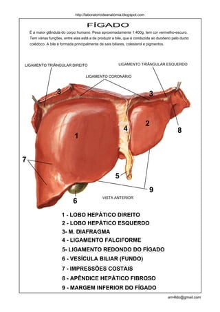 http://laboratoriodeanatomia.blogspot.com

                                       FÍGADO
    É a maior glândula do corpo humano. Pesa aproximadamente 1.400g, tem cor vermelho-escuro.
    Tem várias funções, entre elas está a de produzir a bile, que é conduzida ao duodeno pelo ducto
    colédoco. A bile é formada principalmente de sais biliares, colesterol e pigmentos.




LIGAMENTO TRIÂNGULAR DIREITO                              LIGAMENTO TRIÂNGULAR ESQUERDO


                                      LIGAMENTO CORONÁRIO



                    3                                                        3



                                                                            2
                                                             4                                 8
                               1


7

                                                        5
                                                                             9
                                                VISTA ANTERIOR
                              6
                        1 - LOBO HEPÁTICO DIREITO
                        2 - LOBO HEPÁTICO ESQUERDO
                        3- M. DIAFRAGMA
                        4 - LIGAMENTO FALCIFORME
                        5- LIGAMENTO REDONDO DO FÍGADO
                        6 - VESÍCULA BILIAR (FUNDO)
                        7 - IMPRESSÕES COSTAIS
                        8 - APÊNDICE HEPÁTICO FIBROSO
                        9 - MARGEM INFERIOR DO FÍGADO
                                                                                          arn4ldo@gmail.com
 