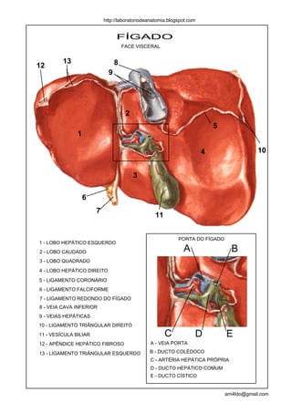 http://laboratoriodeanatomia.blogspot.com


                                 FÍGADO
                                     FACE VISCERAL


         13                      8
12
                             9




                                      2
                                                                           5
               1

                                                                       4                   10


                                          3


                   6
                       7
                                                  11


                                                            PORTA DO FÍGADO
1 - LOBO HEPÁTICO ESQUERDO
2 - LOBO CAUDADO                                              A                  B
3 - LOBO QUADRADO
4 - LOBO HEPÁTICO DIREITO
5 - LIGAMENTO CORONÁRIO
6 - LIGAMENTO FALCIFORME
7 - LIGAMENTO REDONDO DO FÍGADO
8 - VEIA CAVA INFERIOR
9 - VEIAS HEPÁTICAS
10 - LIGAMENTO TRIÂNGULAR DIREITO
11 - VESÍCULA BILIAR                                   C           D           E
12 - APÊNDICE HEPÁTICO FIBROSO                 A - VEIA PORTA

13 - LIGAMENTO TRIÂNGULAR ESQUERDO             B - DUCTO COLÉDOCO
                                               C - ARTÉRIA HEPÁTICA PRÓPRIA
                                               D - DUCTO HEPÁTICO COMUM
                                               E - DUCTO CÍSTICO


                                                                               arn4ldo@gmail.com
 