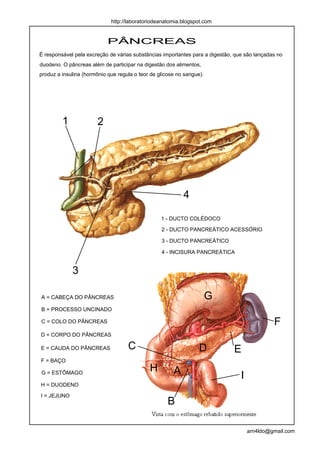http://laboratoriodeanatomia.blogspot.com


                            PÂNCREAS
É responsável pela excreção de várias substâncias importantes para a digestão, que são lançadas no
duodeno. O pâncreas além de participar na digestão dos alimentos,
produz a insulina (hormônio que regula o teor de glicose no sangue).




         1              2




                                                           4

                                                  1 - DUCTO COLÉDOCO

                                                  2 - DUCTO PANCREÁTICO ACESSÓRIO

                                                  3 - DUCTO PANCREÁTICO

                                                  4 - INCISURA PANCREÁTICA


             3

A = CABEÇA DO PÂNCREAS                                                 G
B = PROCESSO UNCINADO

C = COLO DO PÂNCREAS                                                                          F
D = CORPO DO PÂNCREAS

E = CAUDA DO PÂNCREAS               C                             D           E
F = BAÇO

G = ESTÔMAGO
                                             H         A                         I
H = DUODENO

I = JEJUNO
                                                     B

                                                                                     arn4ldo@gmail.com
 
