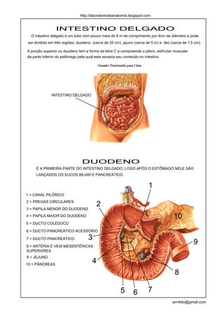 http://laboratoriodeanatomia.blogspot.com


                INTESTINO DELGADO
  O intestino delgado é um tubo com pouco mais de 6 m de comprimento por 4cm de diâmetro e pode
ser dividido em três regiões: duodeno (cerca de 25 cm), jejuno (cerca de 5 m) e íleo (cerca de 1,5 cm).

A porção superior ou duodeno tem a forma da letra C e compreende o piloro, esfíncter muscular
da parte inferior do estômago pela qual este esvazia seu conteúdo no intestino.




              INTESTINO DELGADO




                                DUODENO
     É A PRIMEIRA PARTE DO INTESTINO DELGADO, LOGO APÓS O ESTÔMAGO.NELE SÃO
     LANÇADOS OS SUCOS BILIAR E PANCREÁTICO.


                                                                       1
1 = CANAL PILÓRICO
2 = PREGAS CIRCULARES
                                          2
3 = PAPILA MENOR DO DUODENO
4 = PAPILA MAIOR DO DUODENO                                                           10
5 = DUCTO COLÉDOCO

6 = DUCTO PANCREÁTICO ACESSÓRIO

7 = DUCTO PANCREÁTICO              3
8 = ARTÉRIA E VEIA MESENTÉRICAS
                                                                                                  9
SUPERIORES
9 = JEJUNO
10 = PÂNCREAS
                                      4
                                                                                       8

                                                       5      6        7
                                                                                     arn4ldo@gmail.com
 