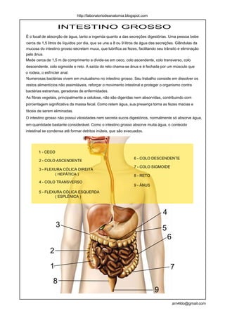 http://laboratoriodeanatomia.blogspot.com


                     INTESTINO GROSSO
É o local de absorção de água, tanto a ingerida quanto a das secreções digestórias. Uma pessoa bebe
cerca de 1,5 litros de líquidos por dia, que se une a 8 ou 9 litros de água das secreções. Glândulas da
mucosa do intestino grosso secretam muco, que lubrifica as fezes, facilitando seu trânsito e eliminação
pelo ânus.
Mede cerca de 1,5 m de comprimento e divide-se em ceco, colo ascendente, colo transverso, colo
descendente, colo sigmoide e reto. A saída do reto chama-se ânus e é fechada por um músculo que
o rodeia, o esfíncter anal.
Numerosas bactérias vivem em mutualismo no intestino grosso. Seu trabalho consiste em dissolver os
restos alimentícios não assimiláveis, reforçar o movimento intestinal e proteger o organismo contra
bactérias estranhas, geradoras de enfermidades.
As fibras vegetais, principalmente a celulose, não são digeridas nem absorvidas, contribuindo com
porcentagem significativa da massa fecal. Como retem água, sua presença torna as fezes macias e
fáceis de serem eliminadas.
O intestino grosso não possui vilosidades nem secreta sucos digestórios, normalmente só absorve água,
em quantidade bastante considerável. Como o intestino grosso absorve muita água, o conteúdo
intestinal se condensa até formar detritos inúteis, que são evacuados.




        1 - CECO
                                                                6 - COLO DESCENDENTE
        2 - COLO ASCENDENTE
                                                                7 - COLO SIGMOIDE
        3 - FLEXURA CÓLICA DIREITA
                ( HEPÁTICA )                                    8 - RETO
        4 - COLO TRANSVERSO
                                                                9 - ÂNUS
        5 - FLEXURA CÓLICA ESQUERDA
                ( ESPLÊNICA )



                                                                                 4
                   3                                                             5
                                                                                     6
               2

               1                                                                      7
                 8
                                                                            9
                                                                                         arn4ldo@gmail.com
 