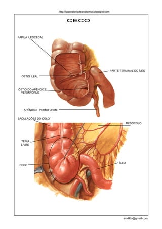 http://laboratoriodeanatomia.blogspot.com


                               CECO



PAPILA ILEOCECAL




                                                                     PARTE TERMINAL DO ÍLEO

  ÓSTIO ILEAL



ÓSTIO DO APÊNDICE
 VERMIFORME




   APÊNDICE VERMIFORME


SACULAÇÕES DO COLO
                                                                                 MESOCOLO




  TÊNIA
  LIVRE




                                                                          ÍLEO
 CECO




                                                                             arn4ldo@gmail.com
 