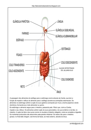 http://laboratoriodeanatomia.blogspot.com




     GLÂNDULA PARÓTIDA                                               LÍNGUA

                                                                   GLÂNDULA SUBLINGUAL
                  FARINGE
                                                                  GLÂNDULA SUBMANDIBULAR
         ESÔFAGO

                                                                            ESTÔMAGO
          FÍGADO

                                                                            COLO DESCENDENTE
COLO TRANSVERSO
                                                                        ALÇAS INTESTINAIS

COLO ASCENDENTE                                                           DO JEJUNO-ÍLIO




                                                                            COLO SIGMOIDE

               RETO
                                                                    ÂNUS
 A passagem dos alimentos do esôfago para o estômago ocorre através da Cardia, que tem a
função de impedir o refluxo do alimento para o esôfago durante as contrações estomacais. Os
alimentos no estômago sofrem a ação do suco gástrico (composto por muco, enzima pepsina e ácido
clorídrico), formando-se o bolo alimentar ou quimo.
Do estômago o alimento segue para o intestino, passando pelo Piloro que, como a Cardia,
impede o seu refluxo. Os alimentos sofrem ação do suco pancreático, do suco entérico e da bile, no
intestino. A ação da bile e dos sucos ocorre no duodeno (intestino delgado), onde se completa a digestão.
Os nutrientes produzidos são absorvidos pela parede intestinal. Os restos vão para o intestino
grosso; no final dele chegam, sob forma de fezes, ao meio externo, através do ânus.



                                                                                       arn4ldo@gmail.com
 