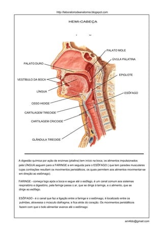 http://laboratoriodeanatomia.blogspot.com


                                          HEMI-CABEÇA




                                                                          PALATO MOLE


                                                                              ÚVULA PALATINA
    PALATO DURO



                                                                                    EPIGLOTE
VESTÍBULO DA BOCA



               LÍNGUA
                                                                                         ESÔFAGO


          OSSO HIOIDE


     CARTILAGEM TIREOIDE


          CARTILAGEM CRICOIDE




           GLÂNDULA TIREOIDE




A digestão química por ação de enzimas (ptialina) tem início na boca, os alimentos impulsionados
pela LÍNGUA seguem para a FARINGE e em seguida para o ESÔFAGO ( que tem paredes musculares
cujas contrações resultam os movimentos peristálticos, os quais permitem aos alimentos movimentar-se
em direção ao estômago).

FARINGE - começa logo após a boca e segue até o esôfago, é um canal comum aos sistemas
respiratório e digestório, pela faringe passa o ar, que se dirige à laringe, e o alimento, que se
dirige ao esôfago.


ESÔFAGO - é o canal que faz a ligação entre a faringe e o estômago, é localizado entre os
pulmões, atravessa o músculo diafragma, e fica atrás do coração. Os movimentos peristálticos
 fazem com que o bolo alimentar avance até o estômago.




                                                                                         arn4ldo@gmail.com
 