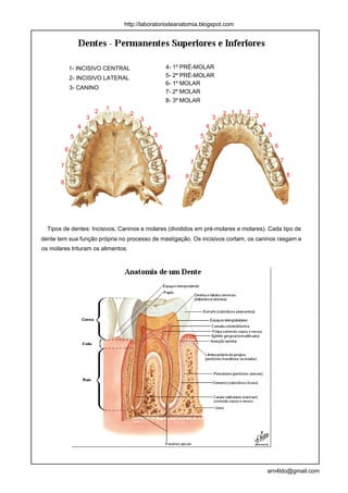 http://laboratoriodeanatomia.blogspot.com




               1- INCISIVO CENTRAL                           4- 1º PRÉ-MOLAR
               2- INCISIVO LATERAL                           5- 2º PRÉ-MOLAR
                                                             6- 1º MOLAR
               3- CANINO
                                                             7- 2º MOLAR
                                                             8- 3º MOLAR
                               1   1
                           2             2                                                 2 1 1 2 3
                       3                     3                                         3
                   4                                                               4                   4
                                                 4
               5                                     5                         5                           5

                                                         6                 6                                   6
           6

                                                             7         7                                           7
       7
                                                             8     8                                                   8
       8




  Tipos de dentes: Incisivos, Caninos e molares (divididos em pré-molares e molares). Cada tipo de
dente tem sua função própria no processo de mastigação. Os incisivos cortam, os caninos rasgam e
os molares trituram os alimentos.




                                                                                                           arn4ldo@gmail.com
 