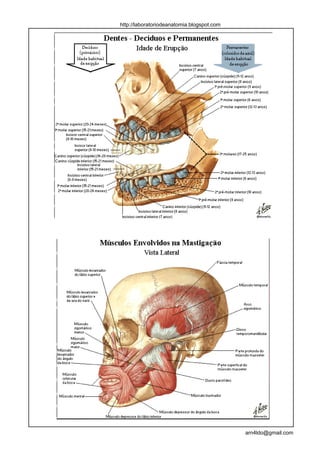 http://laboratoriodeanatomia.blogspot.com




                                            arn4ldo@gmail.com
 