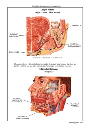 http://laboratoriodeanatomia.blogspot.com




                                                                                        MANDÍBULA




 GLÂNDULA
SUBLINGUAL




                                                                                     GLÂNDULA
                                                                                   SUBMANDIBULAR


OSSO HIOIDE




     Glândulas salivares - São os órgãos encarregados de produzir a saliva, suco digestório que
     contém a ptialina, que age sobre o amido, transformando-o em moléculas menores.




    GLÂNDULA
   SUBLINGUAL
                                                                                      GLÂNDULA
                                                                                      PARÓTIDA




         GLÂNDULA
       SUBMANDIBULAR

                                                                                    arn4ldo@gmail.com
 