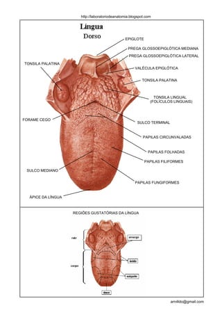 http://laboratoriodeanatomia.blogspot.com




                                                 EPIGLOTE

                                                  PREGA GLOSSOEPIGLÓTICA MEDIANA
                                                   PREGA GLOSSOEPIGLÓTICA LATERAL

TONSILA PALATINA
                                                      VALÉCULA EPIGLÓTICA


                                                          TONSILA PALATINA



                                                                 TONSILA LINGUAL
                                                               (FOLÍCULOS LINGUAIS)



FORAME CEGO
                                                        SULCO TERMINAL


                                                           PAPILAS CIRCUNVALADAS


                                                              PAPILAS FOLHADAS

                                                            PAPILAS FILIFORMES

 SULCO MEDIANO


                                                      PAPILAS FUNGIFORMES


  ÁPICE DA LÍNGUA



                    REGIÕES GUSTATÓRIAS DA LÍNGUA




                                                                         arn4ldo@gmail.com
 