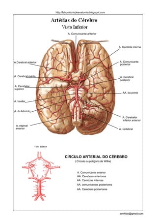 http://laboratoriodeanatomia.blogspot.com




                                A. Comunicante anterior




                                                                        A. Carótida interna




A.Cerebral anterior                                                     A. Comunicante
                                                                        posterior



A. Cerebral média                                                       A. Cerebral
                                                                        posterior

A. Cerebelar
superior
                                                                           AA. da ponte


A. basilar


A. do labirinto

                                                                           A. Cerebelar
                                                                           inferior anterior

 A. espinal
 anterior                                                               A. vertebral




                             CÍRCULO ARTERIAL DO CÉREBRO
                                     ( Círculo ou polígono de Willis)



                                       A. Comunicante anterior
                                       AA. Cerebrais anteriores
                                       AA. Carótidas internas
                                       AA. comunicantes posteriores
                                       AA. Cerebrais posteriores




                                                                        arn4ldo@gmail.com
 